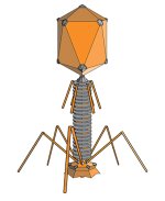 982px-PhageExterior.jpg