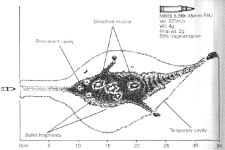 wund6.gif